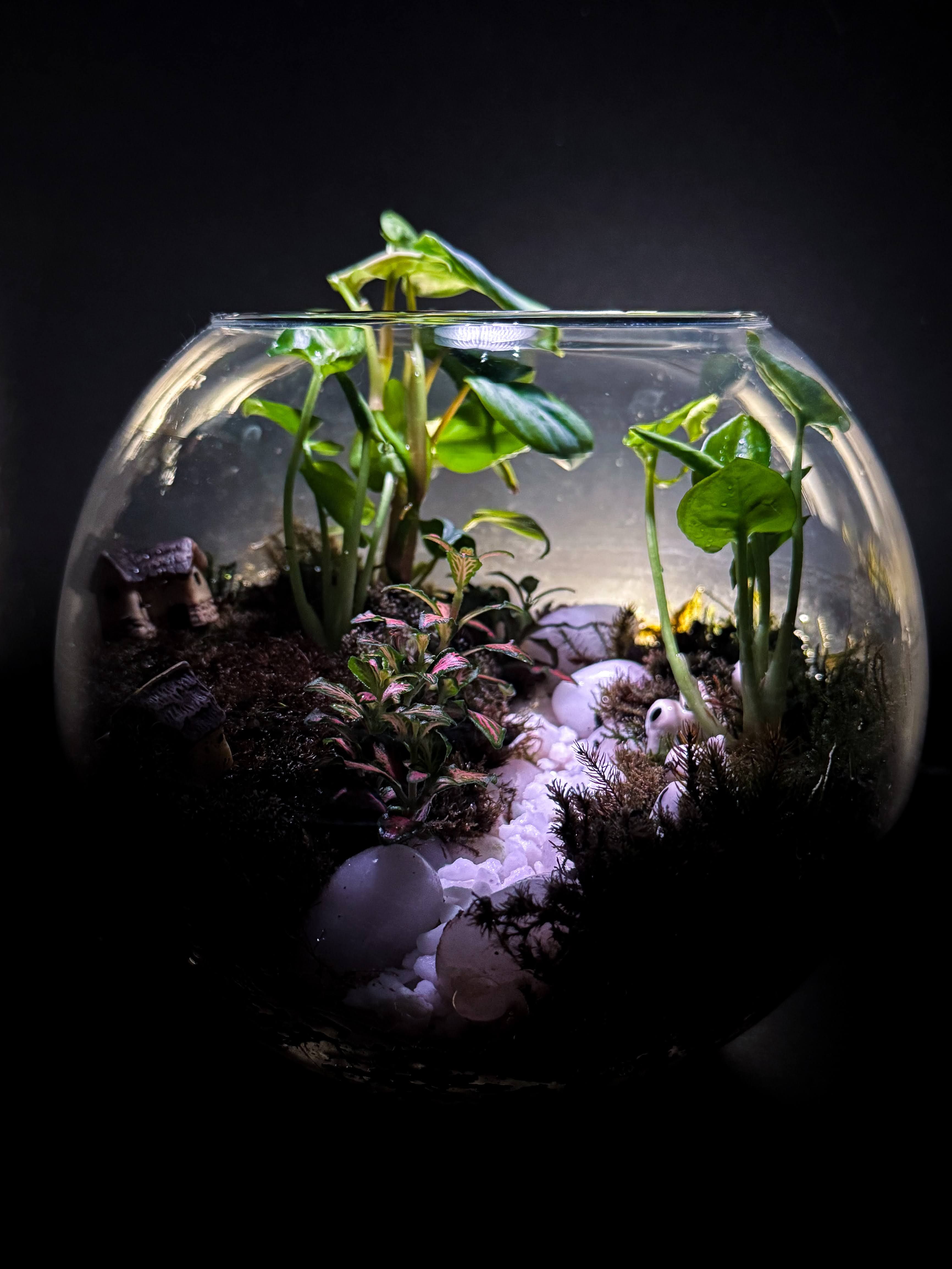 The Tiny Fish Bowl